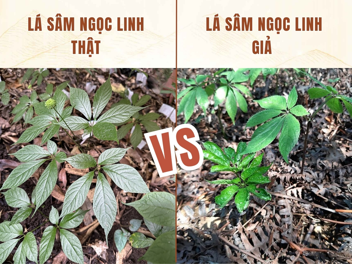 Lá sâm Ngọc Linh giả: Cách nhận biết và tránh mua nhầm
